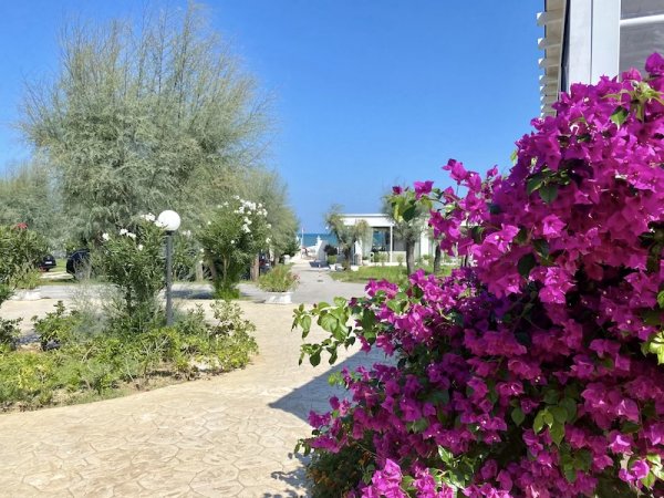 Viale con fiori fucsia e alberi.