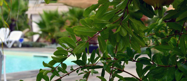 Rami verdi con sfondo di piscina.