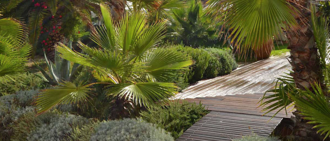 Giardino con palme e passerella in legno.