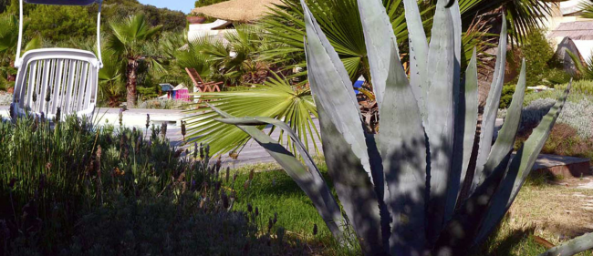 Vegetazione tropicale vicino a una piscina.