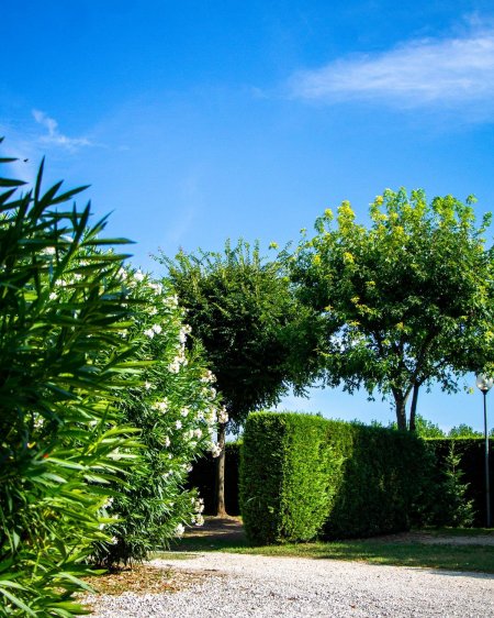 Sentiero con siepi e alberi verdi.