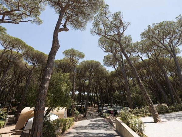 Strada tra alti pini in un'area boscosa.