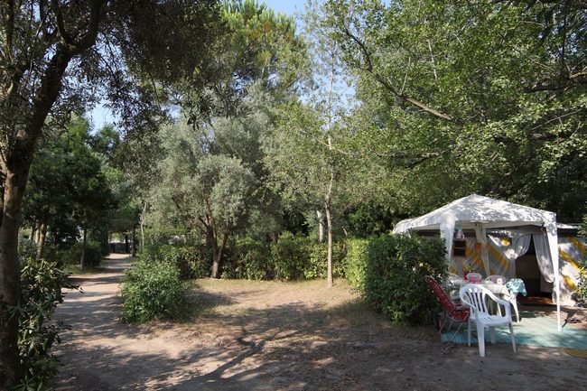 Tenda in un campeggio alberato.