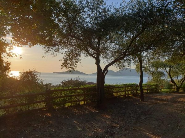 Alberi con vista sul mare al tramonto.