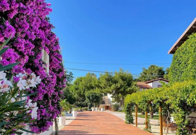 Viale alberato con fiori rosa e cielo sereno.