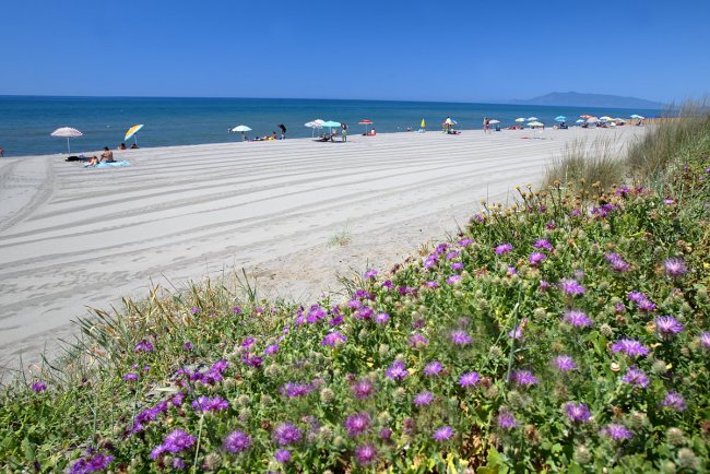 Spiaggia con fiori viola in primo piano.
