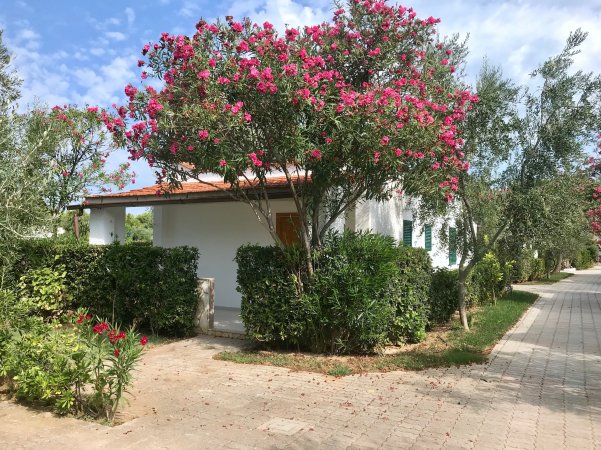 Una casa bianca con cespugli e alberi in fiore.