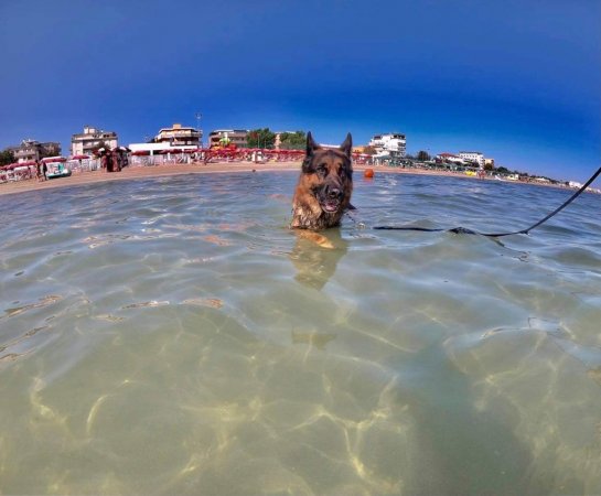 Cane in acqua vicino alla spiaggia.