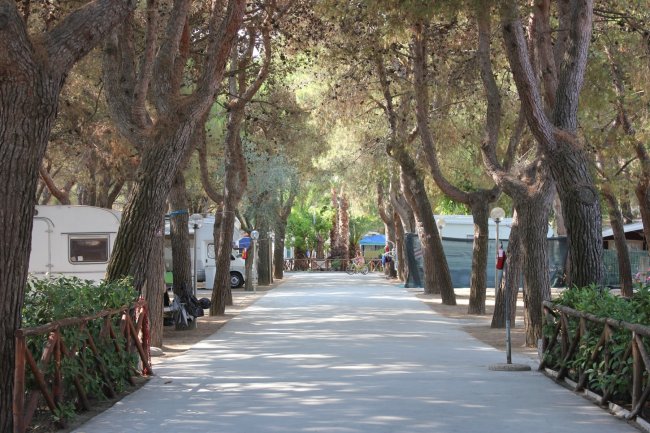 Viale ombreggiato con camper parcheggiati.