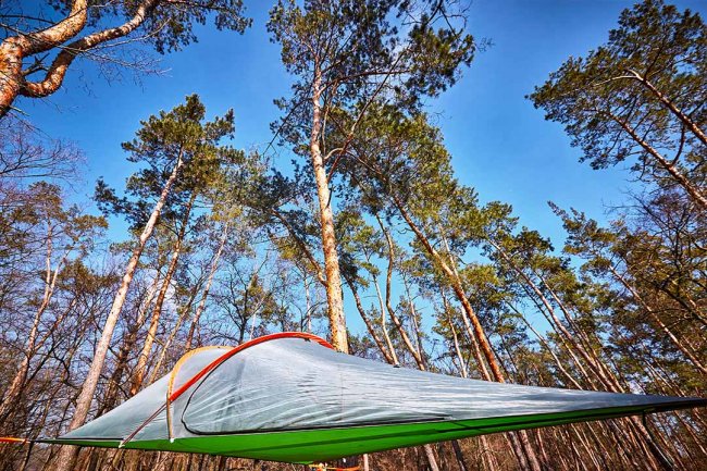 Tenda sospesa tra alti alberi pini.