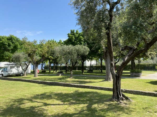 Spazio verde in un campeggio con alberi e camper.