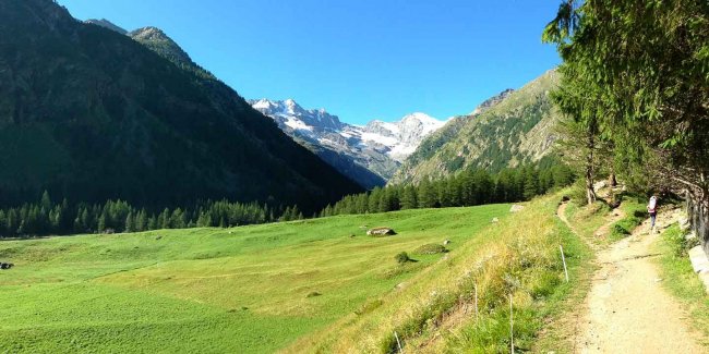 Sentiero montano erboso con ghiacciai in lontananza.