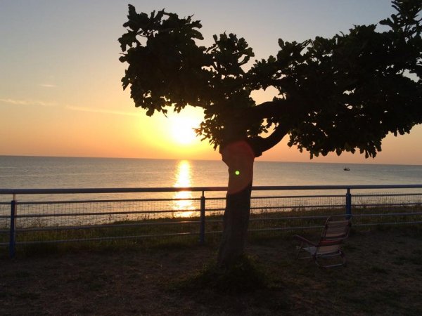 Tramonto sul mare con un albero in controluce.