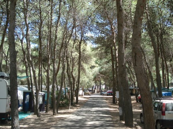 Viale alberato con tende da campeggio ai lati.