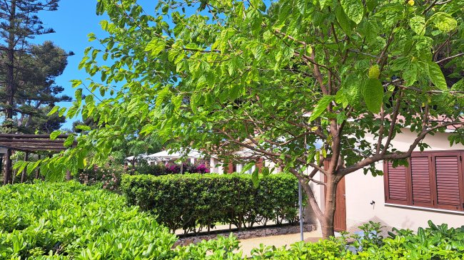 Albero rigoglioso vicino a una casa con persiane marroni, contornato da cespugli verdi.