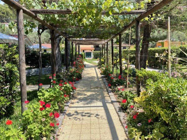 Pergolato coperto di viti su sentiero con fiori rossi e arbusti verdi ai lati.