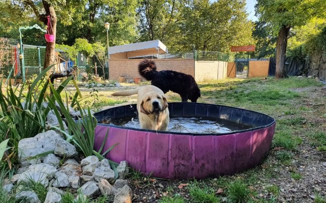 Due cani giocano in una piscina.