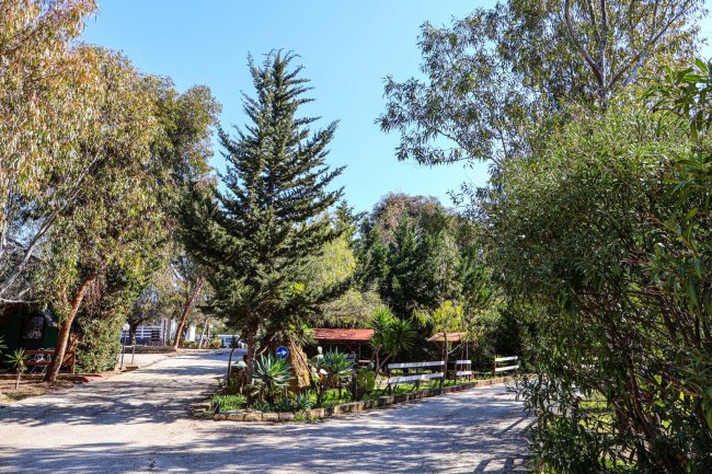 Stradina ombreggiata con alberi e panchine.