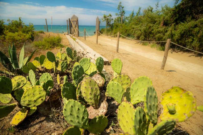 Sentiero sabbioso verso il mare tra cactus.