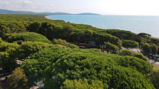 Una vasta foresta di alberi verdi vicino al mare con colline all'orizzonte.