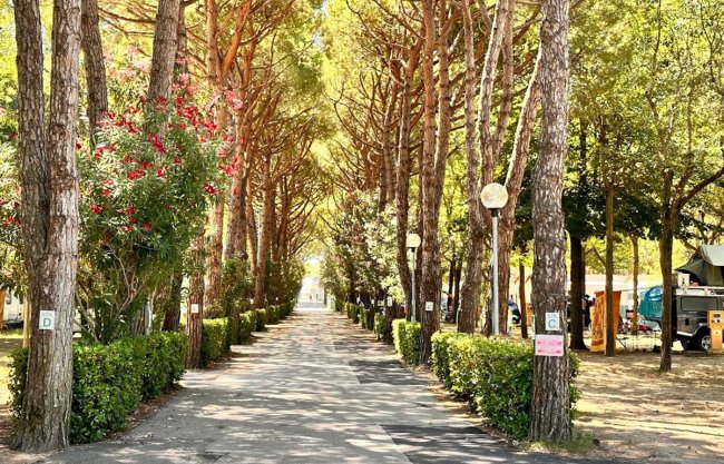 Viale alberato con siepi e fresco ombreggio.