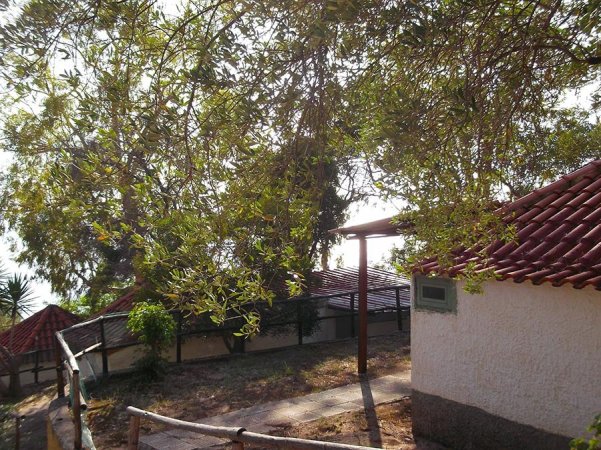 Vista di case con tetti rossi tra gli alberi, recinzione in legno e sentiero.