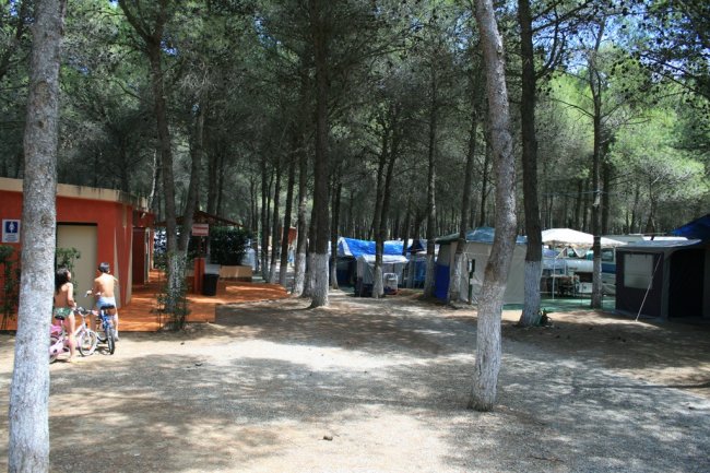 Campeggio tra gli alberi con tende e roulotte.