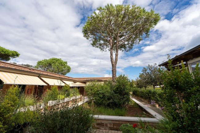Giardino con arbusti e un grande albero al centro.