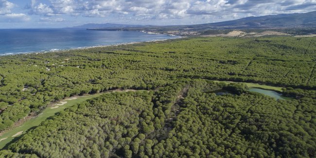 Vista aerea di una foresta costiera.