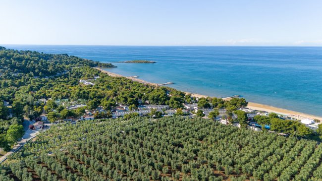 Vista aerea di oliveti e mare.