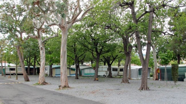 Roulotte parcheggiate sotto alberi in un campeggio.
