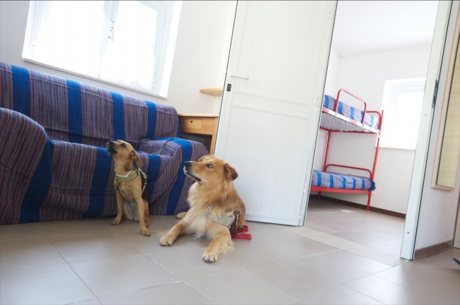 Due cani su pavimento, divano e letti a castello.