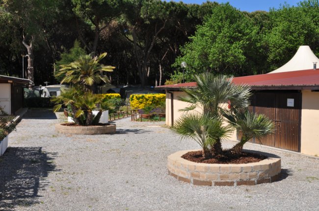 Giardino con palme in vasi rotondi.