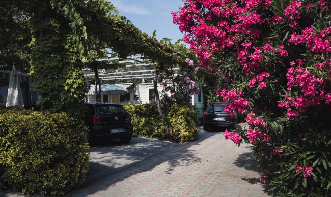 Vialetto con auto parcheggiate e fiori rosa.