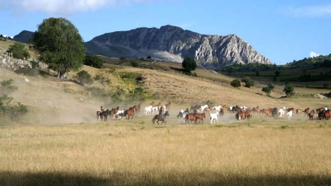 Cavalli corrono su una prateria con montagne sullo sfondo.