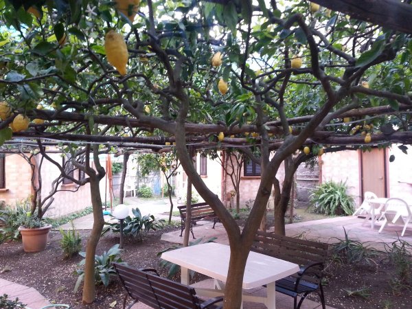 Giardino con pergola di limoni e panchine.