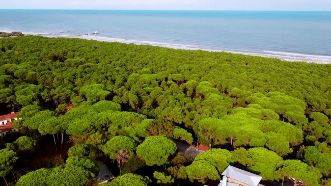 Vista aerea di una pineta e mare in lontananza.