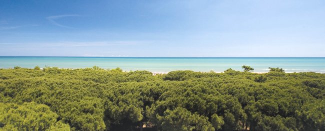Vista panoramica di foresta e mare.