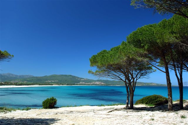 Una spiaggia con sabbia bianca, mare azzurro e pini sotto un cielo sereno.