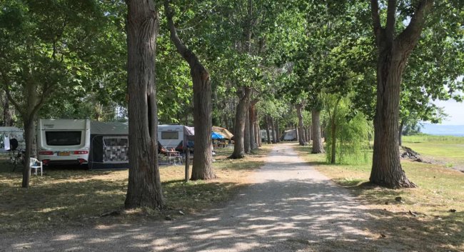 Sentiero tra alberi con camper parcheggiati.