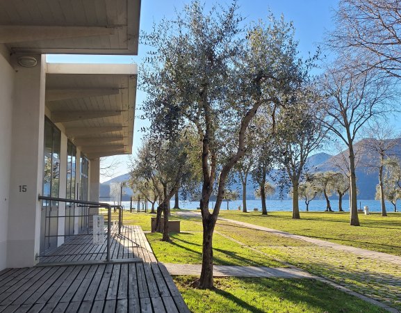 Terrazza con alberi vicino a un lago.