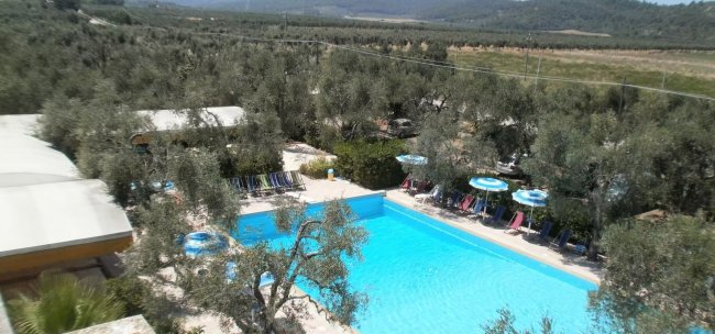 Piscina tra ulivi, circondata da lettini e ombrelloni.