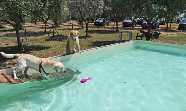 Due cani vicino a una piscina con giocattolo viola.