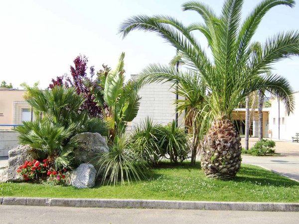 Giardino con palme e piante tropicali.