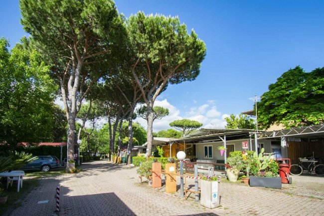 Area pavimentata con alberi e vasi.
