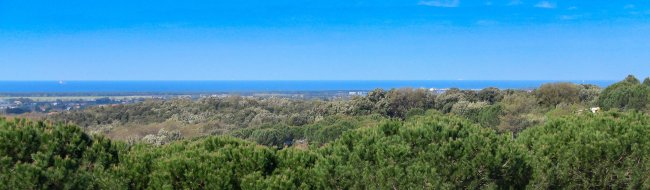 Panorama di alberi e mare all'orizzonte.
