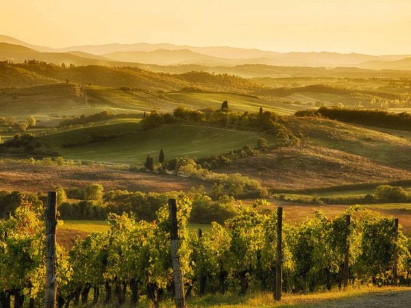 Colline verdi al tramonto con vigneti in primo piano.