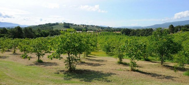Piantagione di alberi su terreno collinare.
