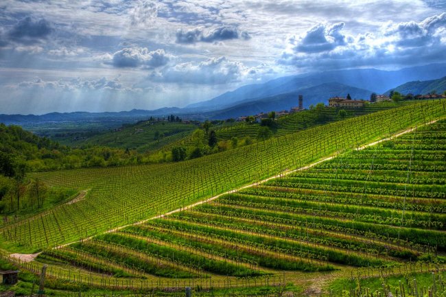 Collina verde con vigneti sotto un cielo nuvoloso.