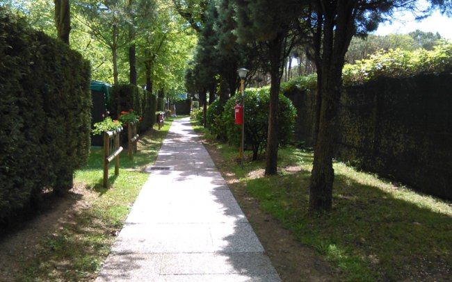 Sentiero alberato con siepi e cespugli.